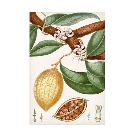 Turpin 'Turpin Tropical Fruit II' Canvas Art, 22x32